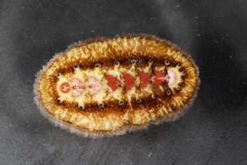 Media type: image;   Malacology 384364